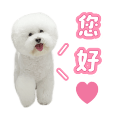 比熊劉哈比②
