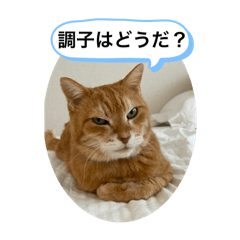 [Ginger Cat]Maruchiman[Red Tabby]