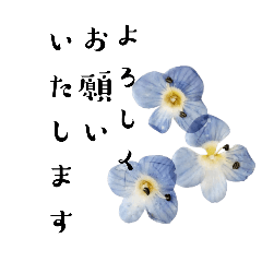 Piafs_20240724190354