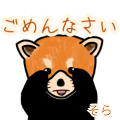 Sora's lesser panda