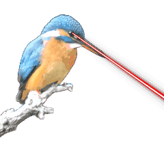 Bird Laser Beam