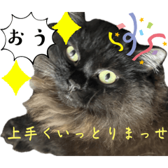 黒猫 ルナ院長155にゃんめ