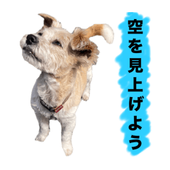 ベテラン犬　のんびりライフDX