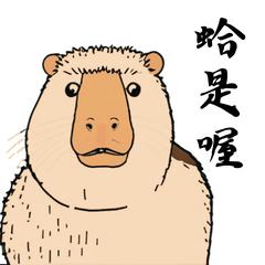 Quirky Capybara's Daily Life