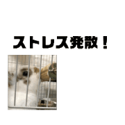 I love rabbit_20240725125220