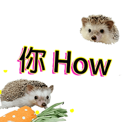 Homophones for cats and hedgehogs