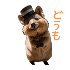 Happy Animal_Quokka Wallaby16