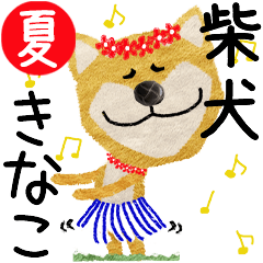 Shiba Inu "KINAKO" 2024SUMMER