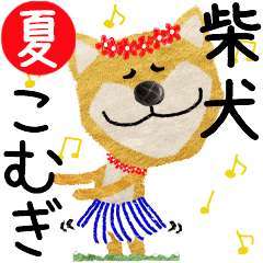 Shiba Inu "KOMUGI" 2024SUMMER