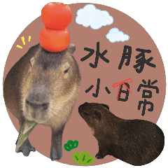 Lovely Capybara Life Text Article.