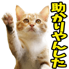 Real cat from Iwate