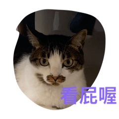 貓咪⋯⋯
