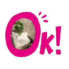 Heng Heng Persian Cat