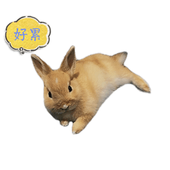 rabbit_20240727235218