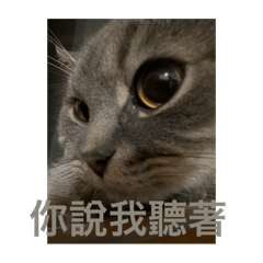 貼圖-比比諾諾