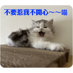 比比-諾諾