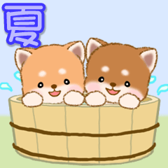 Friendly Mameshiba puppies in summer