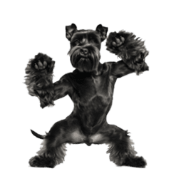 Dancing black schnauzer