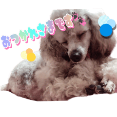 poodle stamp2