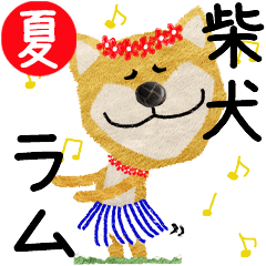 Shiba Inu "RUM" 2024SUMMER