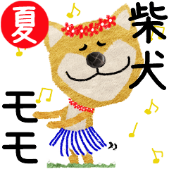 Shiba Inu "MOMO" 2024SUMMER