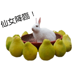 happy rabbit3