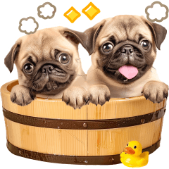 POPUP PUG sticker