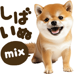 Shiba Inu mix