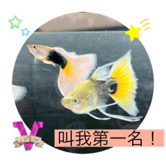 Guppy MED_20240727202600