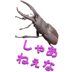 edokko from stag beetle3-BIG