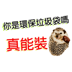 Funny hedgehog talking in the office