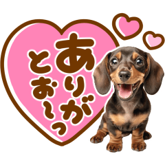 DAKAMOJI Dachshund