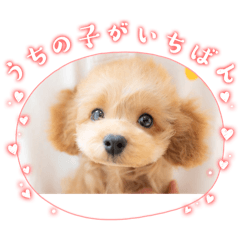 ぎゃあちゃん愛犬