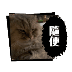 三條老貓