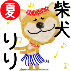 Shiba Inu "RIRI" 2024SUMMER