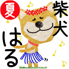 Shiba Inu "HARU" 2024SUMMER