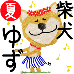 Shiba Inu "YUZU" 2024SUMMER