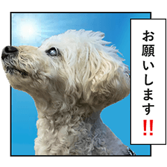 toypoodle moco cartoon style