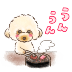 Harami the toy poodle