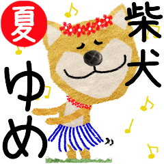 Shiba Inu "YUME" 2024SUMMER