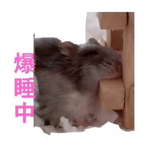 我が家の箱入り娘の大福ちゃん2