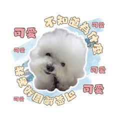 Daily Phrases for Bichon Frize