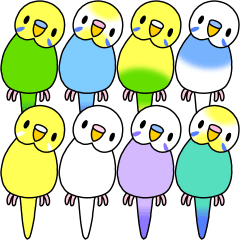 Choose a Budgie