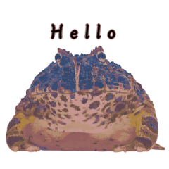 My pet friend Argentine horned frog