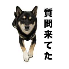 Mozuku_shibainu_20240729115432