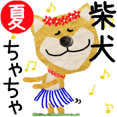 Shiba Inu "CHACHA" 2024SUMMER