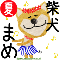 Shiba Inu "MAME" 2024SUMMER