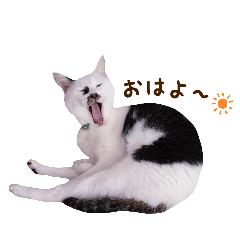 Japanese cat Umekichi