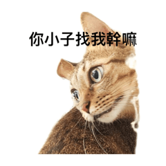 李小貓的發瘋日常