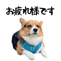 Corgi Milo's Polite Stickers